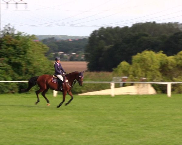 Reitturnier Baschütz bei Bautzen 2017