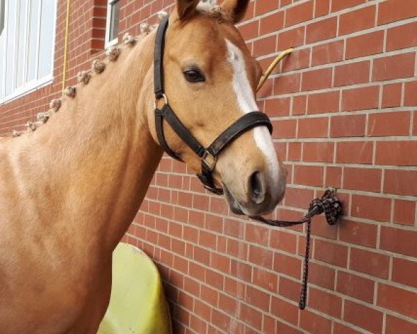 broodmare Cora 697 (German Riding Pony, 2010, from Casino Royale K WE)