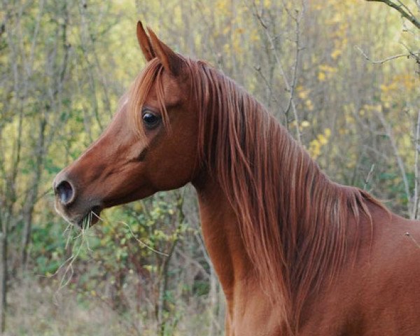 broodmare Nahasa Bint Hassan El Bahr (Arabian purebred, 2000, from AGS Sultan Hassan ox)