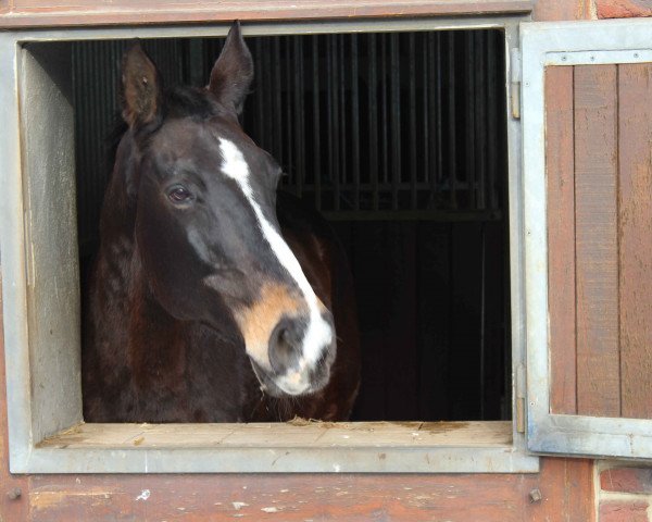 broodmare Priscilla (Westphalian, 1993, from Pinocchio) broodmare Priscilla (Westphalian, 1993, from Pinocchio)
