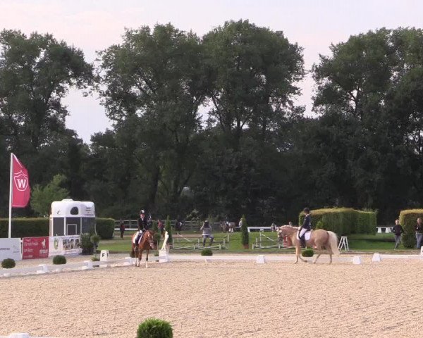 Reitturnier Münster-Handorf 2017