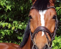 Springpferd Tinkabelle (Luxemburgisches Reitpferd, 2012, von Talent Z)