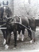 broodmare Waldhexe II (Oldenburg, 1963, from Löwe)