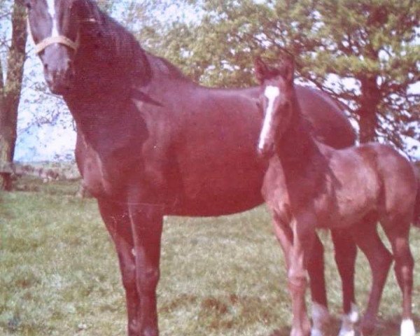 broodmare Waldine (Oldenburg, 1968, from Kompass)