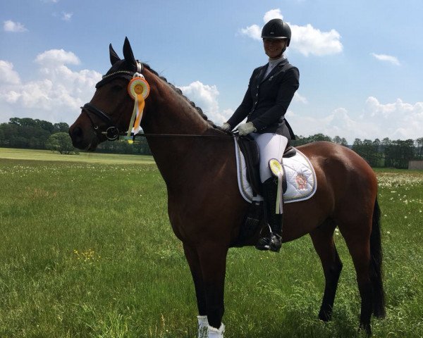 dressage horse Borgward (Oldenburg, 2013, from Bordeaux 28) dressage horse Borgward (Oldenburg, 2013, from Bordeaux 28)