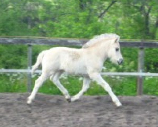 horse Neuensteins Ijsbrand (Fjord Horse, 2012, from Ilmar)