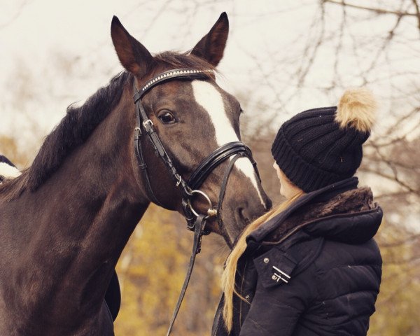 horse Donna Danubia (Rhinelander, 2010, from Delamanga)