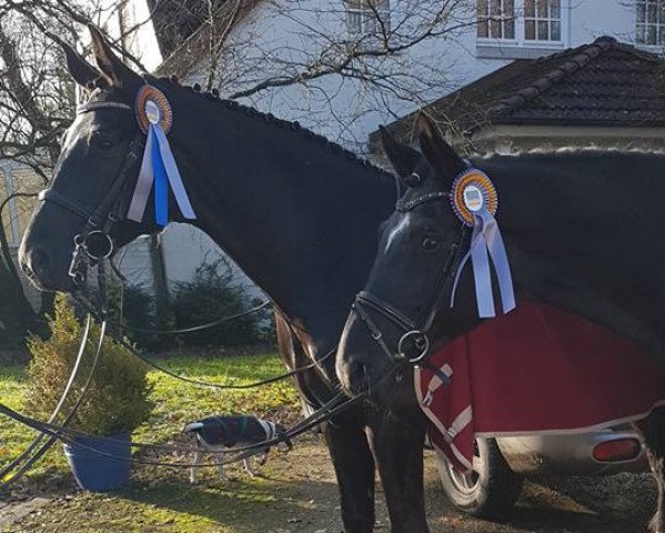 horse Raven (Trakehner, 2011, from Ovaro)