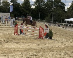 Springpferd Cocorico TF (Westfale, 2012, von Carrico)