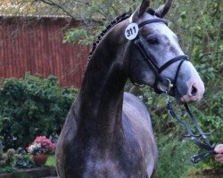 jumper Doktor Barnaby (Hanoverian, 2014, from Diacontinus)