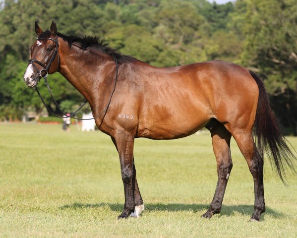 horse Noble Boss xx (Thoroughbred, 2000, from Sadler's Wells xx) horse Noble Boss xx (Thoroughbred, 2000, from Sadler's Wells xx)
