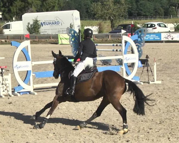 Reitturnier Fröhnerhof 2017