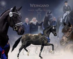 stallion Dodo Weihgand (Oldenburg, 2016, from Diamond Hit)