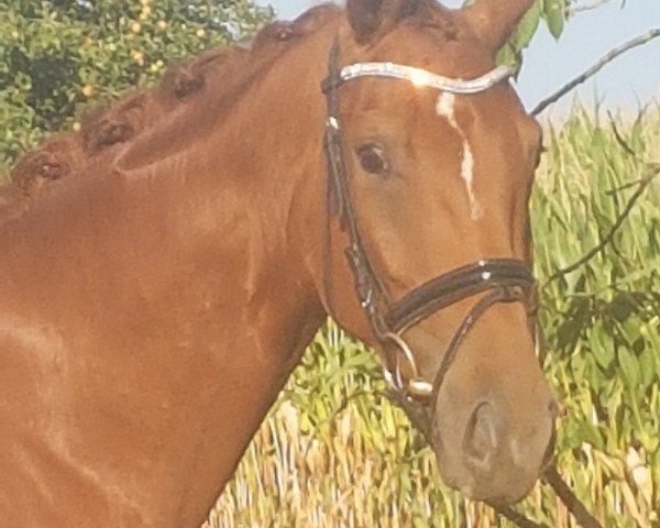 horse Sommermärchen WF (Westphalian, 2015, from Sir Donnerhall II OLD)