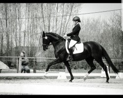 dressage horse Schwarze Rose 4 (Oldenburg, 2010, from Sergio Rossi)