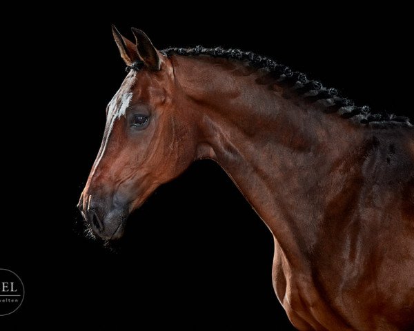 dressage horse Fürst Fidell (Oldenburg, 2008, from Fidertanz)