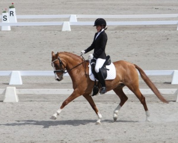 horse Look's Like an Angel (Welsh Partbred, 2012, from FS Don't Worry)