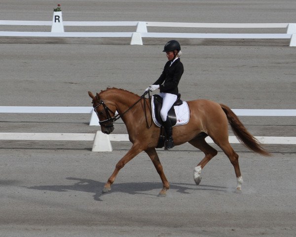 horse Leuns Veld's Danique (Dutch Pony, 2012, from FS Don't Worry)