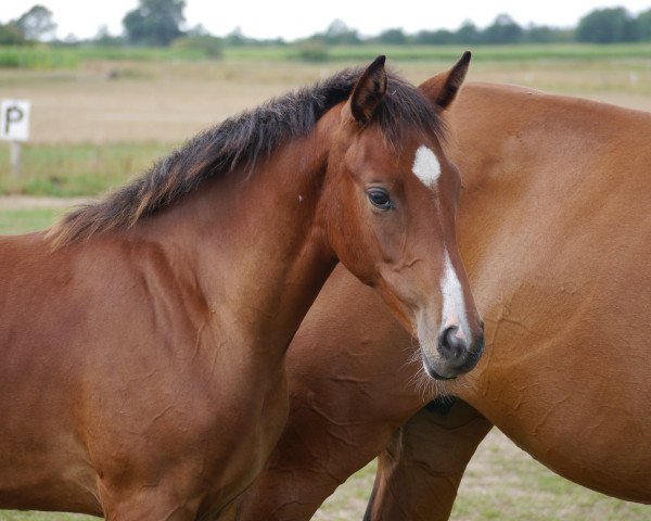 dressage horse Noah 92 (Holsteiner, 2018, from Cancara)