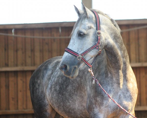 Springpferd Fabelhaft 4 (Holsteiner, 2010, von For Fashion)
