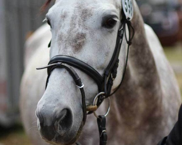jumper Nicoletta (Trakehner, 2008, from Interconti)