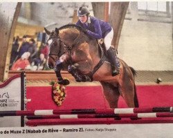 stallion Nirmoo de Muze Z (Zangersheide riding horse, 2012, from Nabab de Rêve)