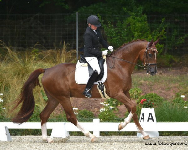 dressage horse Sir Waldfried (Westphalian, 2014, from Sir Heinrich OLD)