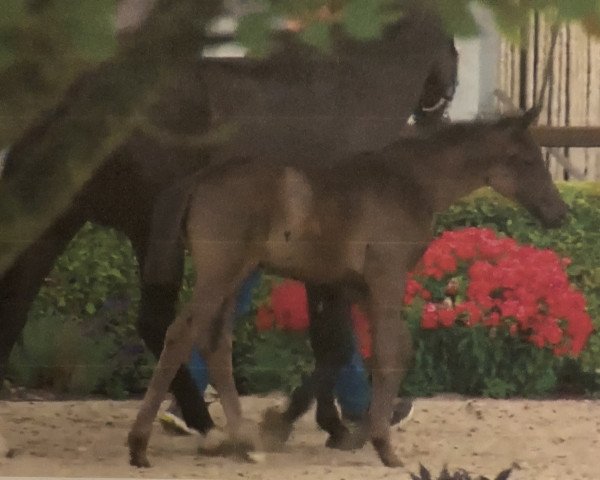 broodmare Donna Soraya de Cologne (Hanoverian, 2018, from Don Martillo)