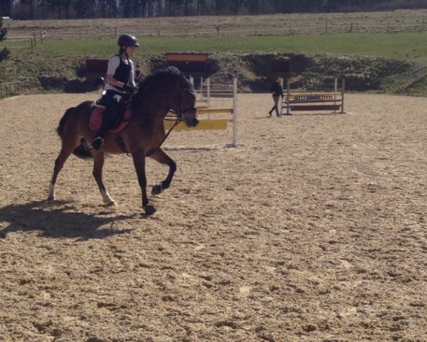 Dressurpferd Camp (New-Forest-Pony, 2005, von Cassedy)