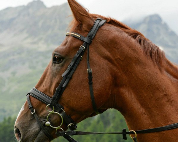 jumper Milow (Irish Sport Horse, 2005, from Touchdown)