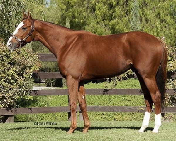 horse Texas Ryano xx (Thoroughbred, 2011, from Curlin xx)