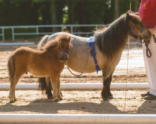 horse Draco von Repgow (Shetland pony (under 87 cm), 2018, from Meechlands Dragon Fly)