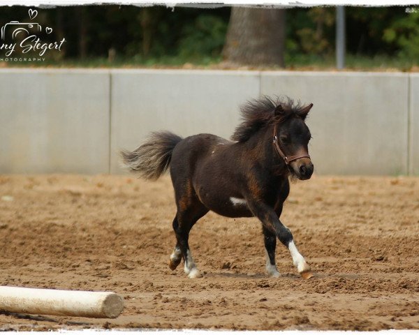 Pferd Hormine von Repgow (Shetland Pony (unter 87 cm), 2018, von Thorax von Repgow)