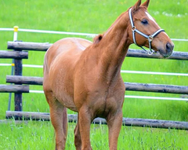 jumper Wizard William (Hanoverian, 2001, from White Star)