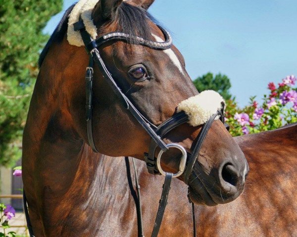 Zuchtstute Bailys Be Happy (Trakehner, 2000, von Angard)