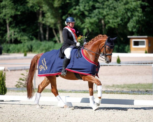 Dressurpferd Albion 12 (Brandenburger, 2002, von Abanos)