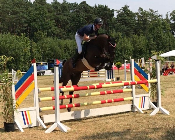 jumper Shir Khan S (Hanoverian, 2013, from Stakko)