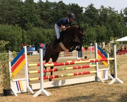jumper Shir Khan S (Hanoverian, 2013, from Stakko)
