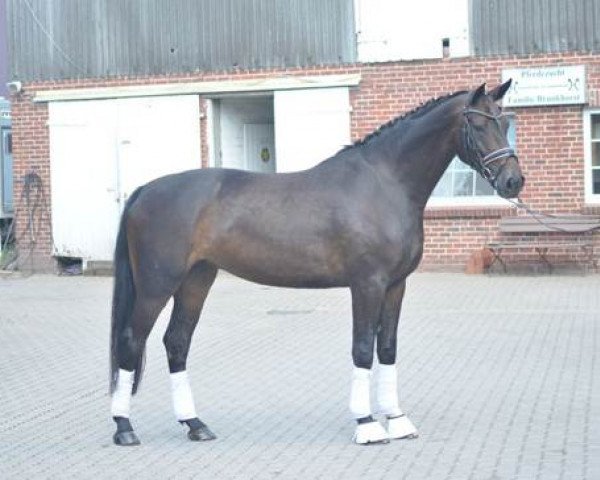 horse Soffie B (Hanoverian, 2014, from Sir Winston Churchill)