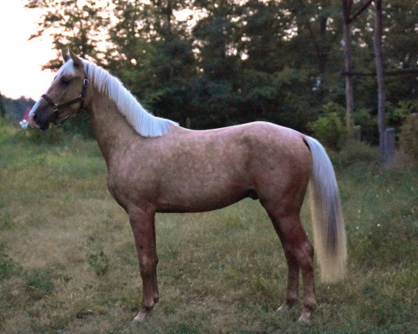 horse Arminius (Hungarian Warmblood, 2016, from Rubint)