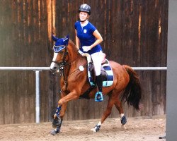 horse WhyNot Dakota (German Riding Pony, 2009, from Greenvillage Duke)