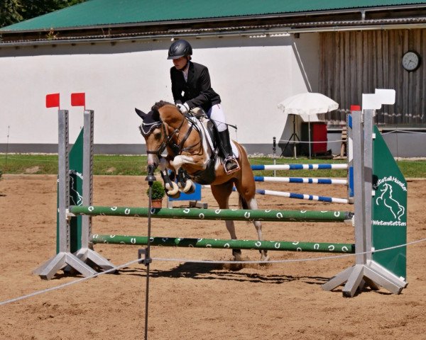 Cavallo Why Not Passenger (Bayer, 2013)