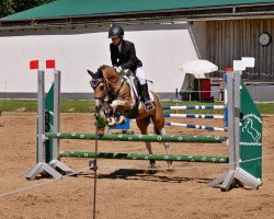 horse Why Not Passenger (Bavarian, 2013)