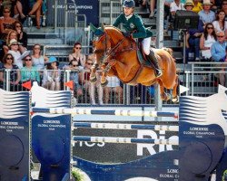 jumper Rmf Echo (Belgian Warmblood, 2004, from Virus de Laubry)