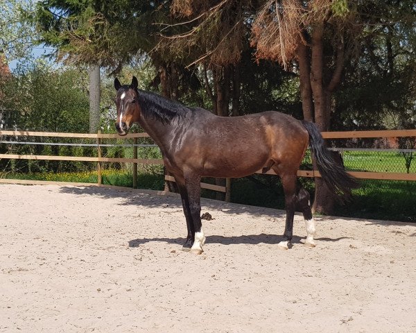 horse Osca (Württemberger, 2003, from Acordelli)