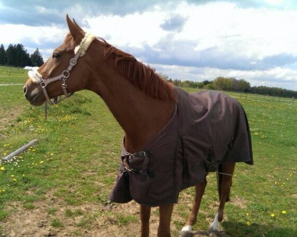 broodmare Donna (Hanoverian, 2009, from Don Henrico)