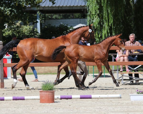 Pferd Stute von A la Carte NRW / Balous Bellini (Westfale, 2018, von A La Carte NRW)