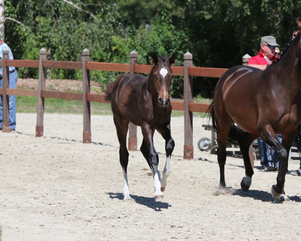 horse Hengst von Balounito / Comte (Westphalian, 2018, from Balounito)