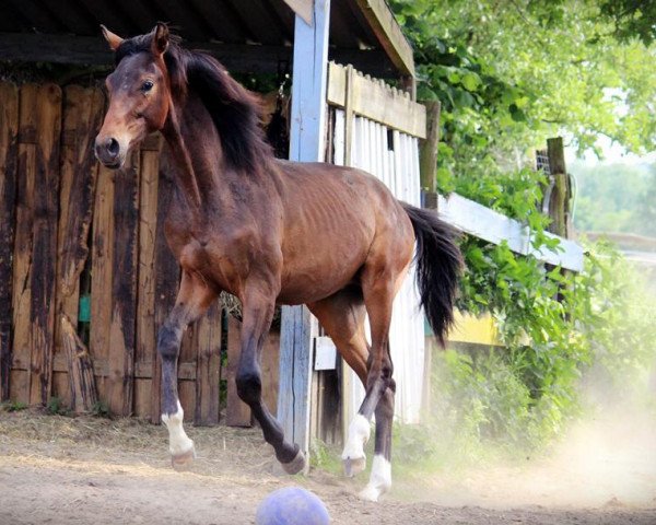 horse Leandro (Westphalian, 2017, from Le Vivaldi)