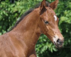 jumper Casallo US (Holsteiner, 2018, from Casall Ask)